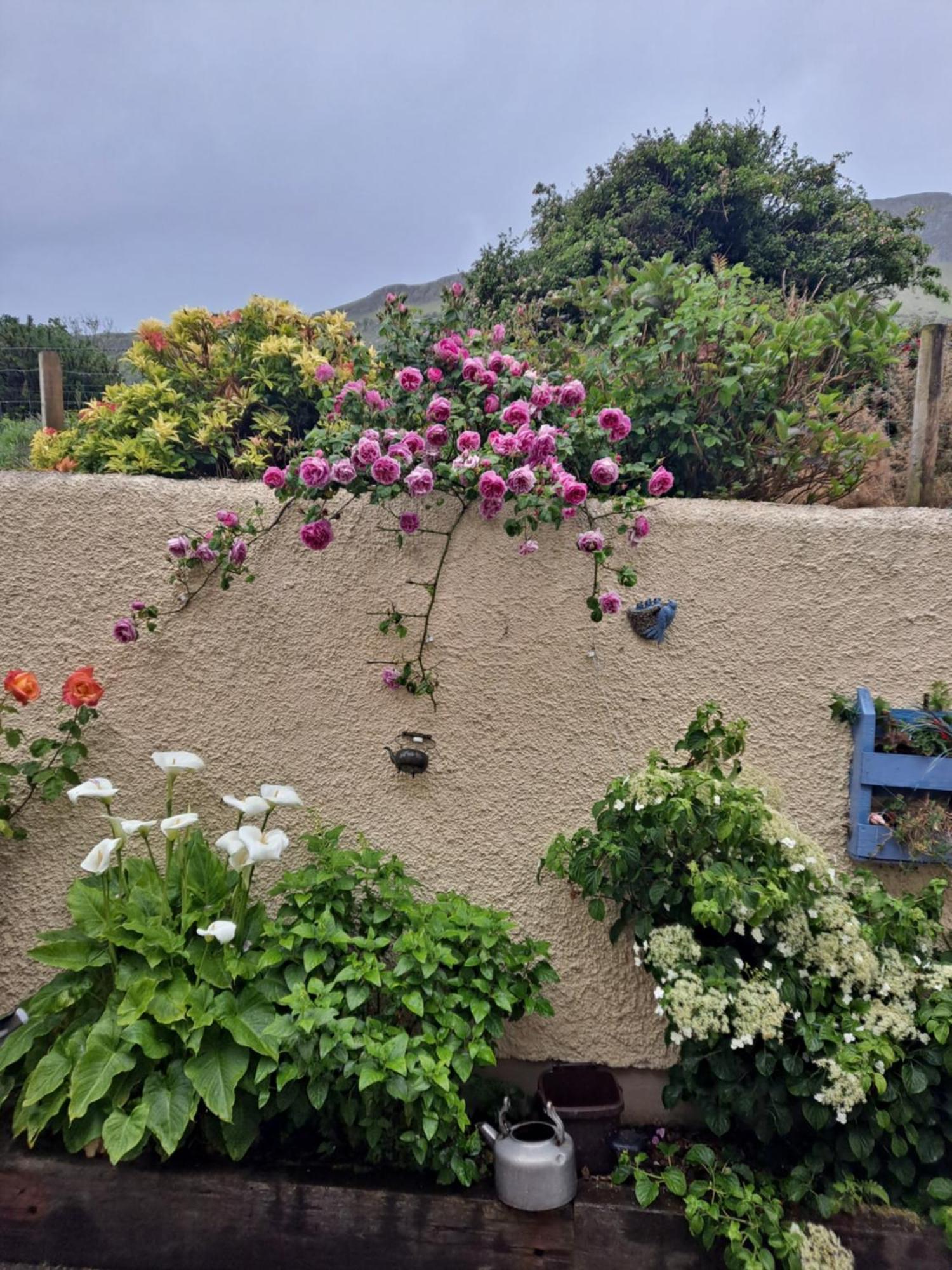 Lurig View B&B Glenariffe 외부 사진